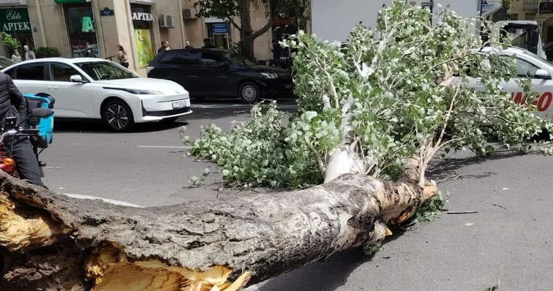 Güclü külək Bakıda ağacı avtomobillərin üzərinə aşırıb FOTO