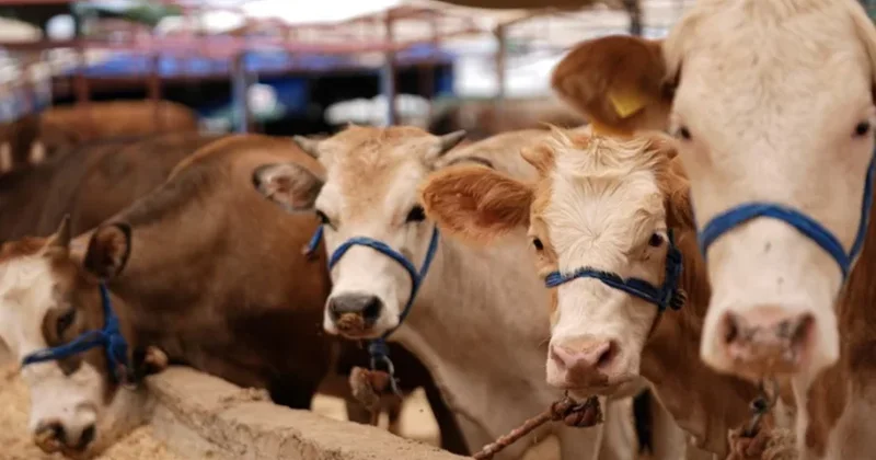 Qurban bayramı öncəsi xəstəliklər və kəsimlə bağlı ehtiyat