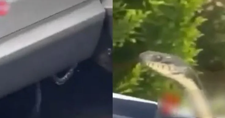 Bakıda ilanlar peyda olub Video