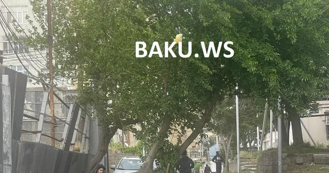 Bakıda insanları narazı salan ağac Niyə maraqlanan yoxdur?
