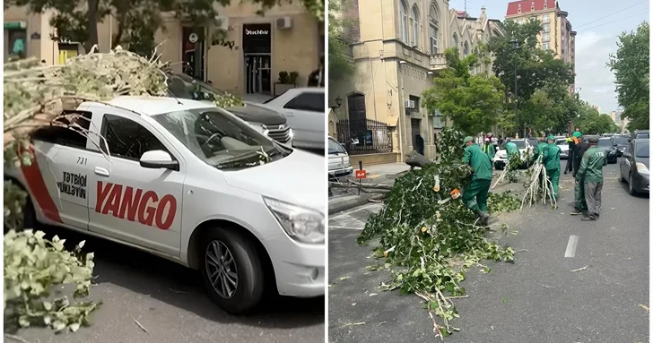 В центре Баку дерево рухнуло на автомобили