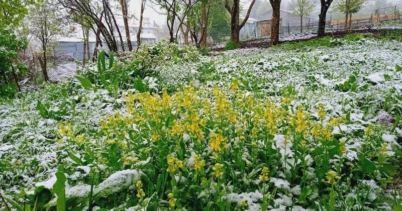 May ayında üç rayonda qar yağdı FOTO