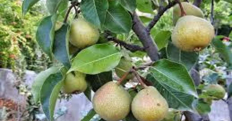 Azərbaycanın bu kəndində armud ağacları niyə müqəddəs hesab olunur? VİDEO