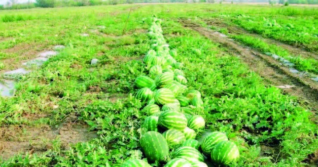 Aqrar sığorta yeni məhsulları əhatə edir