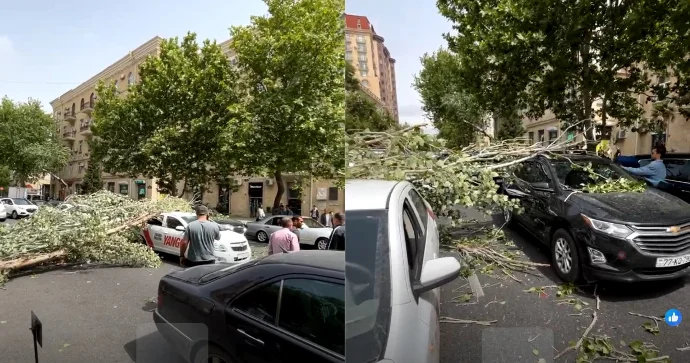 Şəhərin mərkəzində ağac iki “Chevrolet”in üstünə aşdı VİDEO