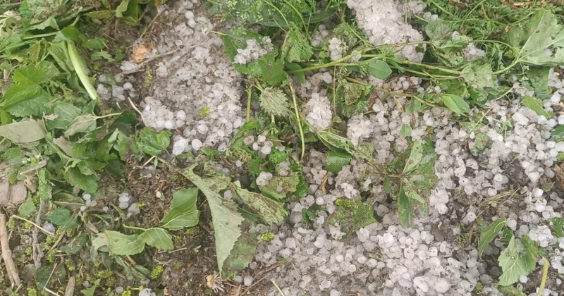 Tovuzda dolu təsərrüfatlara zərər vurub kənd sakinlərinə dəymiş ziyan hesablanır