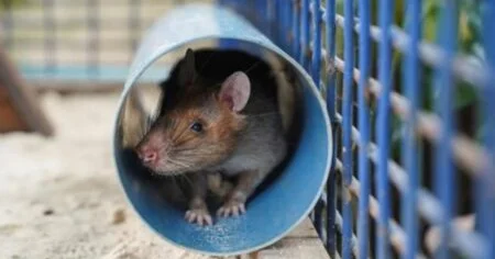 Adi ev siçanları hantavirus daşıyır, yoxsa təhlükə yalnız kənardan gələ bilər? İNFEKSİONİST AÇIQLADI