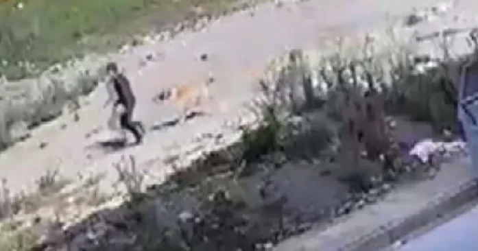 Azyaşlı sahibsiz itlərin hücumundan son anda xilas oldu ANBAAN VİDEO