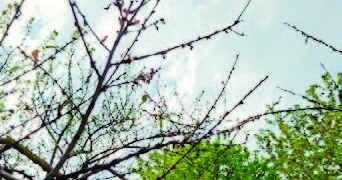 Meyvə bağları körpə uşaq kimidir...
