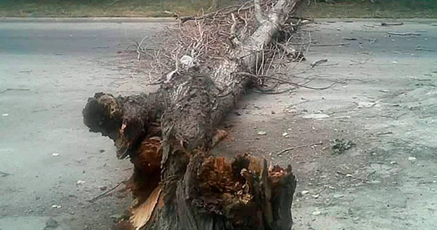 Hacıqabul Horadiz yolunda təhlükəli anlar: ağac magistral yolu bağladı