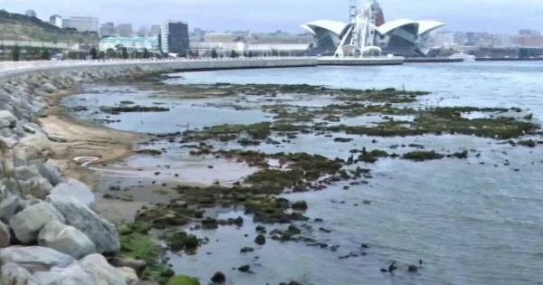 Мелеет Каспий одинокий