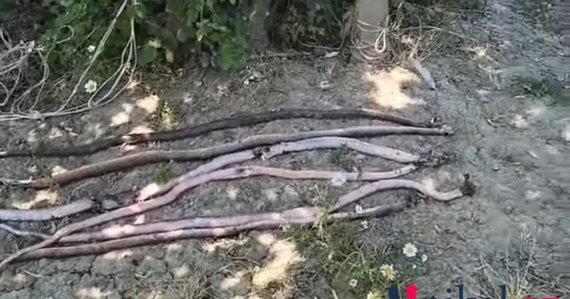 İlanlar evləri basıb, Lerik Rayon İcra Hakimiyyəti tədbir görmür VİDEO