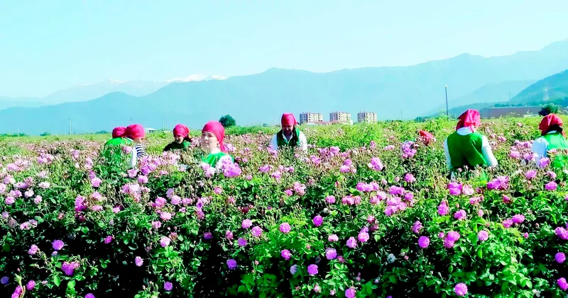 Gerçəyə çevrilən Qızılgül nağılı