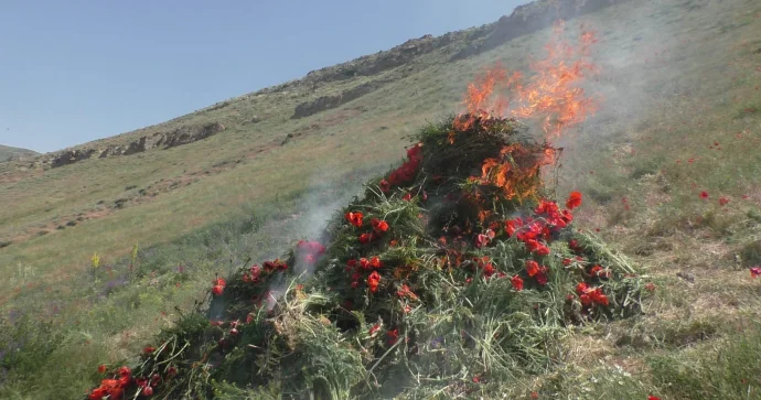 Yardımlıda 1,5 ton xaş xaş kolu məhv edildi FOTO