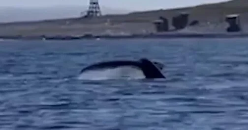 Кит попал в смертельную ловушку ВИДЕО