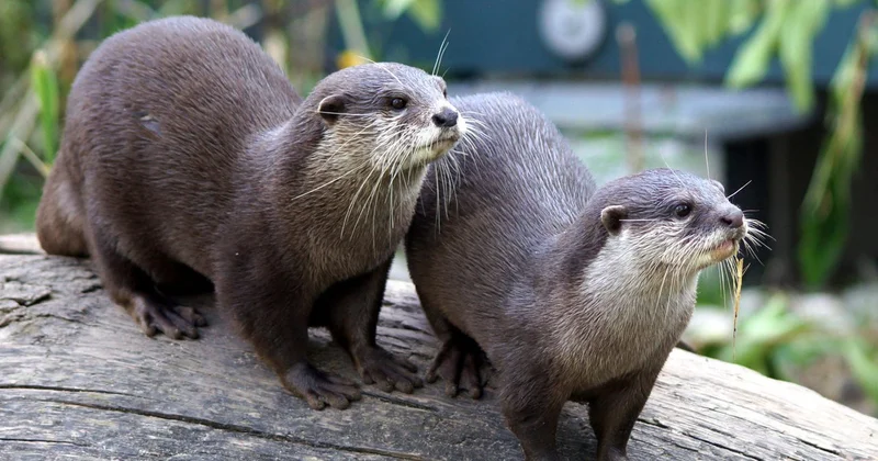 Zooparkda maraqlı anlar: Qunduzlar kəpənək ovuna çıxdılar VİDEO