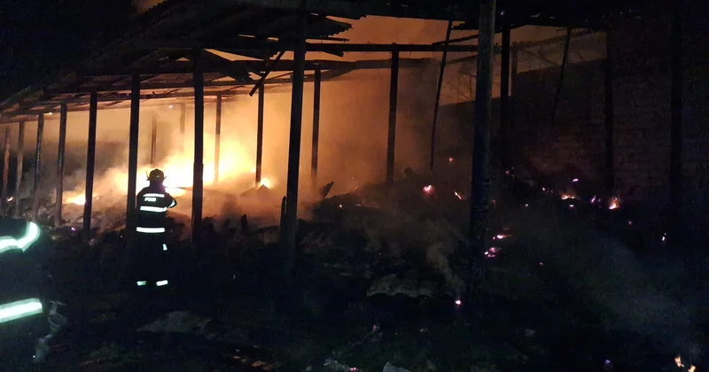Lənkəranda baş verən yanğında 5 baş iribuynuzlu heyvan tələf olub, 10 mindən çox ot bağlaması yanıb