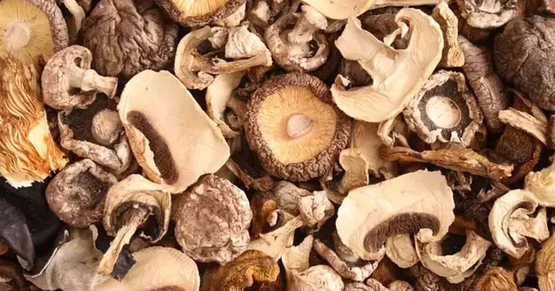 Göbələk zəhərlənməsinə DİQQƏT: ölümcül OLA BİLƏR!