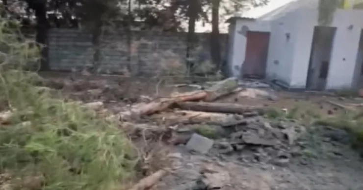 Zaqatalada AĞAC TERRORU: Polis araşdırmalara başladı VİDEO