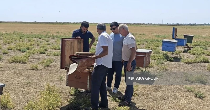 Masallıda 70 ə yaxın arı ailəsi tələf olub, araşdırma aparılır YENİLƏNİB