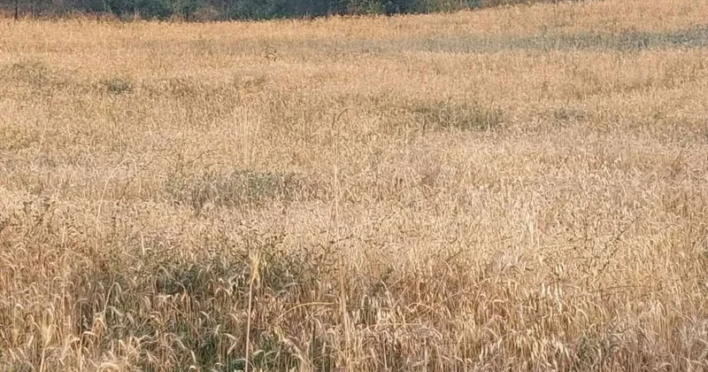 Yardımlıda zəmilər göz görə görə MƏHV OLUR...