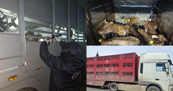 Heyvanlar necə daşınacaq? Ölkə daxilində bu maşınlardan istifadə oluna bilər