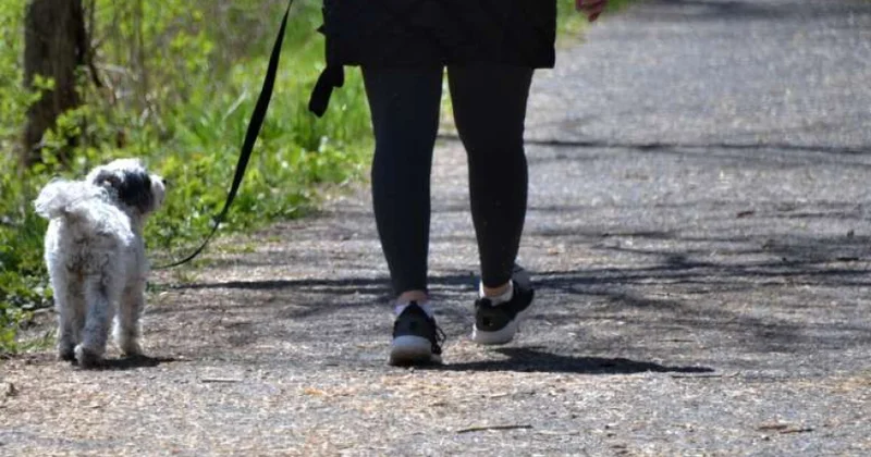 Yeni araşdırma: Kiçik yeriş dəyişiklikləri diz osteoartritini yavaşlada bilər