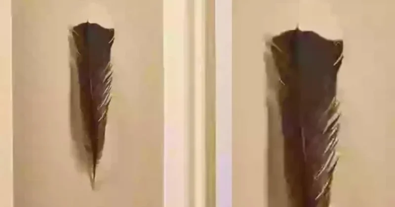 Yolda tapdığı lələk sayəsində zəngin oldu