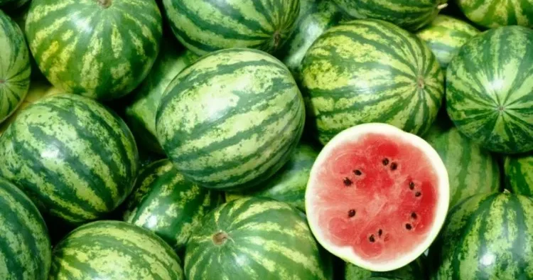Qarpız həddindən artıq parlaq olmamalıdır