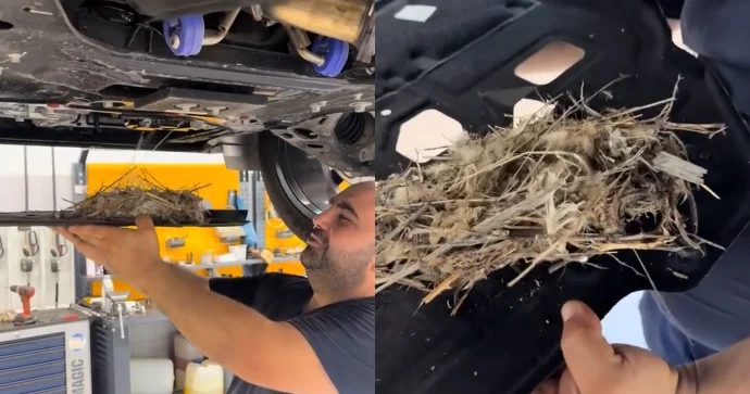 Azərbaycanda quş elektrikli Çin avtomobilində yuva qurdu VİDEO