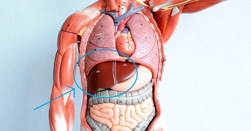 Alimlər təbii “mikrobiom dərmanı”nı tapdı qaraciyər üçün ümid verici kəşf