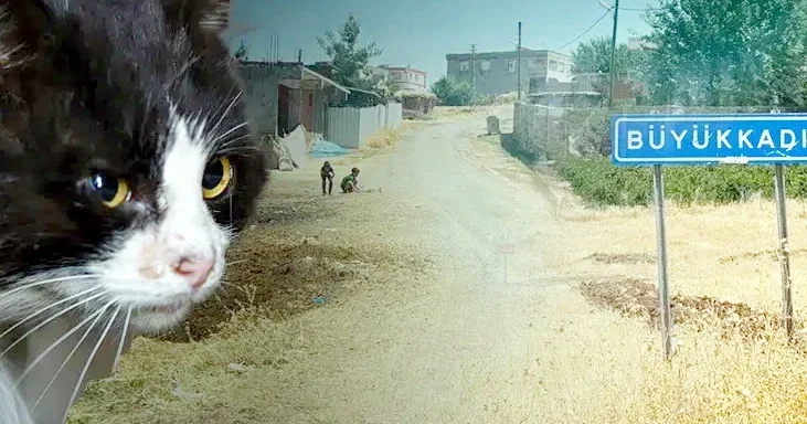 Pişik dişlədi, 4 ay sonra quduzluq aşkarlandı 4 yaşlı uşaq intubasiya edildi