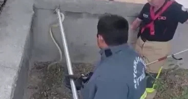 Evin həyətindən 1,5 metrlik ilan ÇIXDI