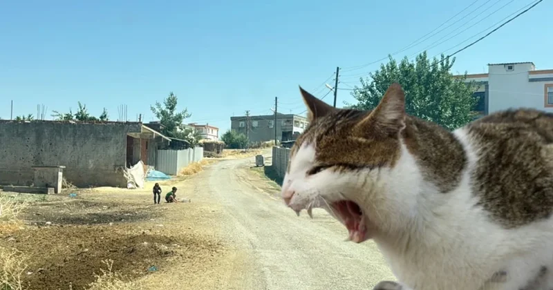 Pişiyin dişlədiyi azyaşlının quduzluq testi müsbət çıxdı