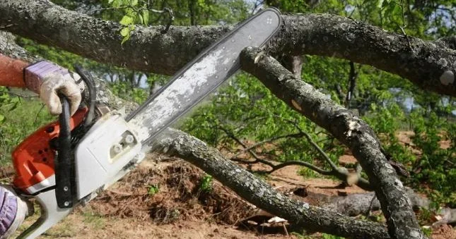 Bakı, Sumqayıt və Abşeronda yaşıllıqlara 72 min manata yaxın ziyan vurulub