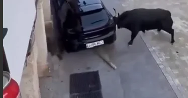 Öküz avtomobilə hucum etdi, maşını çevirdi