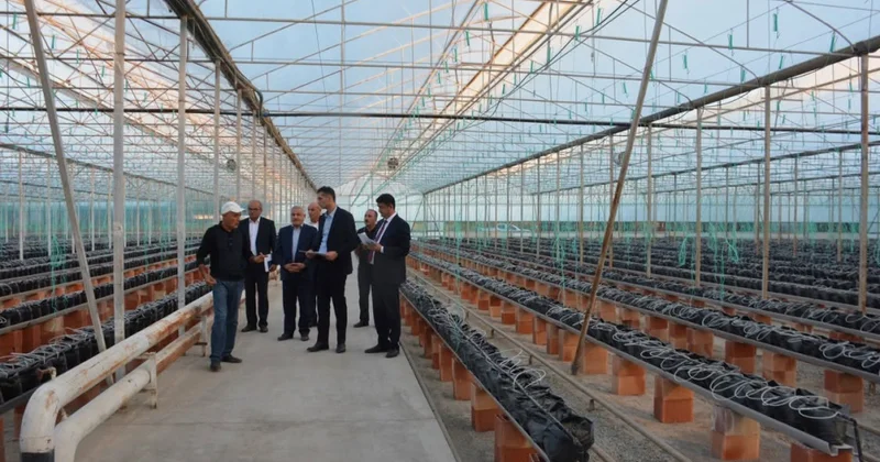 Yeni Dövlət Proqramı Tərtərdə kənd təsərrüfatının inkişafına yeni imkanlar yaradır