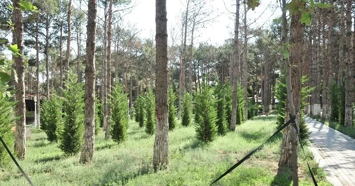Abşeronda qurumuş ağacların götürülməsi başlanıldı
