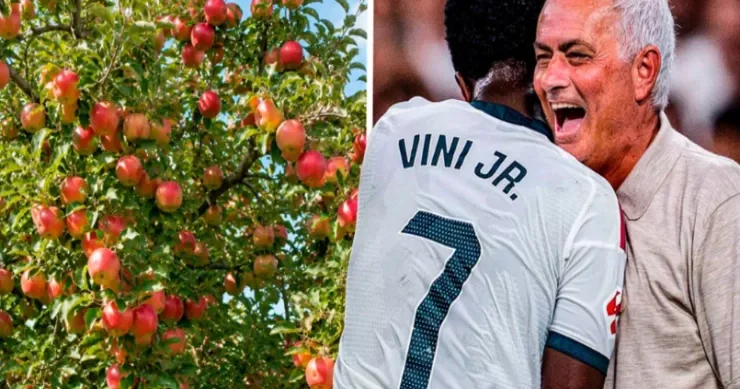 Mourinyo Vinisiusu meyvə verən ağacla müqayisə etdi: İnsanlar isə meyvəni istədikləri üçün daş atırlar