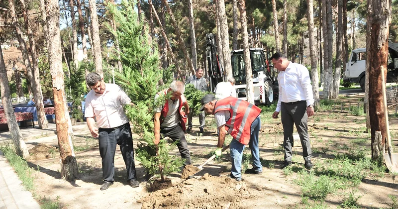 Abşeronda qurumuş ağacların yerinə yeni tinglər əkilir Fotolar