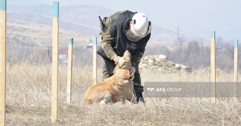 Azad edilmiş ərazilərdə daha 132 mina, 426 PHS aşkarlanıb