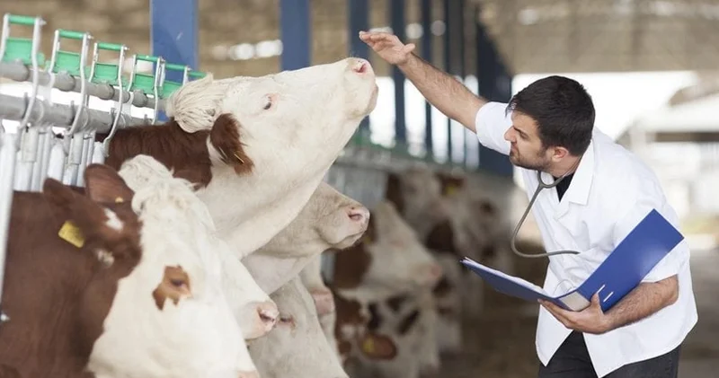 Azərbaycanda baytar və aqronom qıtlığının səbəbi nədir? Ekspert