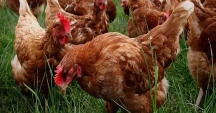 Toyuğun çox yumurtlaması üçün asan üsul