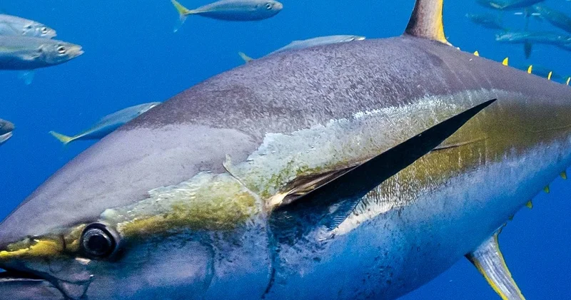 Kuril adalarında dəyəri bir milyon dollardan çox olan nəhəng tuna balığı ovlanıb