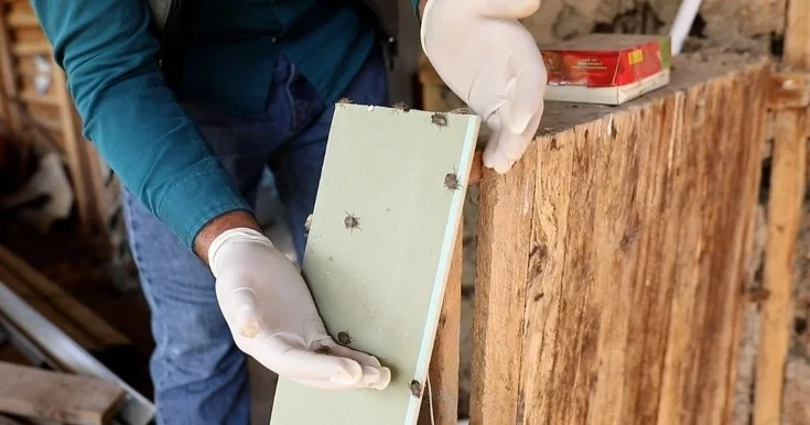 AQTA bu həşəratlarla bağlı əhaliyə müraciət etdi