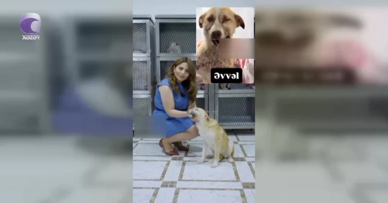 Sahibsiz heyvanları toplayaraq müalicə etdirdi, klinikaya 40 min manat borcu yarandı (VİDEO)