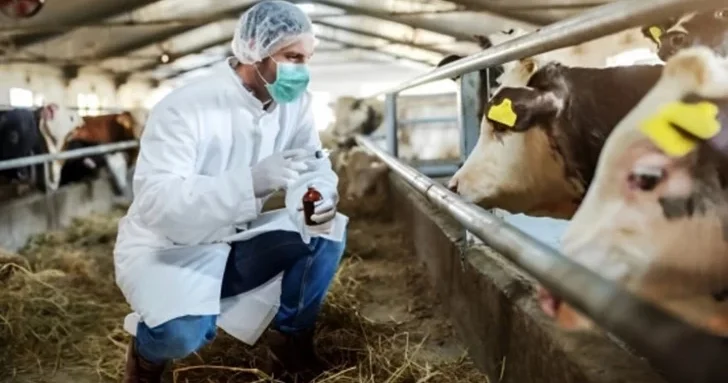 Азербайджан усиливает контроль импорта мясной продукции из за вспышек инфекций