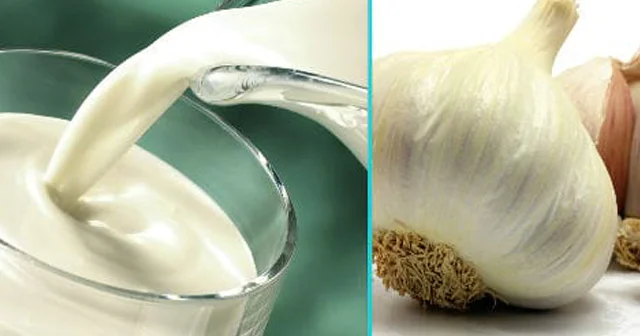 İbn Sinanın ən güclü CAVANLIQ RESEPTİ Sarımsaqlı südün İNANILMAZ FAYDASI/VİDEO