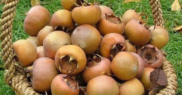 Bu yazını oxuyub əzgili daha çox xoşlayacaqsınız!