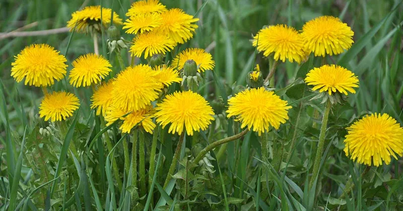 Dandelionun Faydaları Dandelion nə edir? Nə üçün yaxşıdır?
